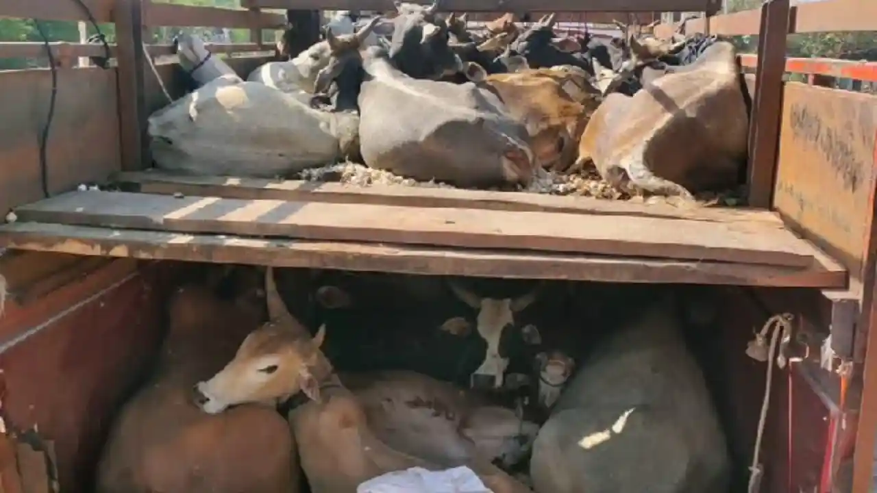 Cow protectors caught a truck full of cattle, freed 42 cows, killed 2 cows