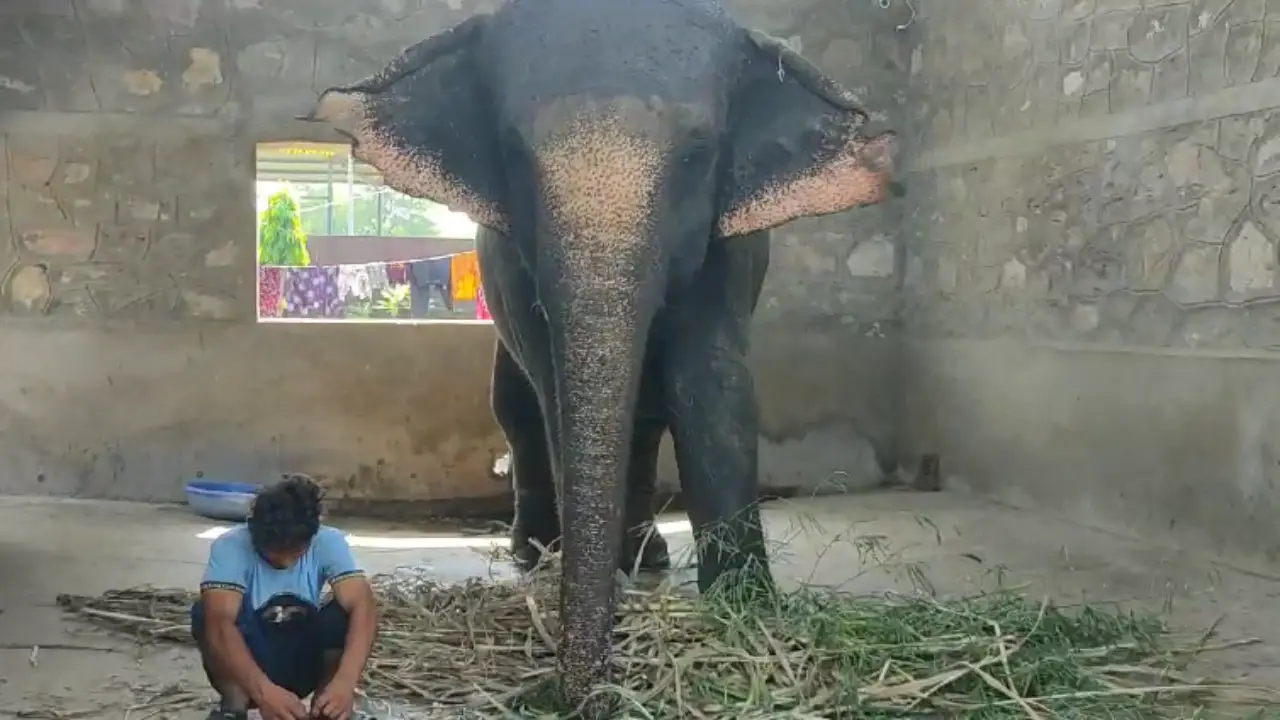 Elephant killed by mixing poison in flour, case registered in police station