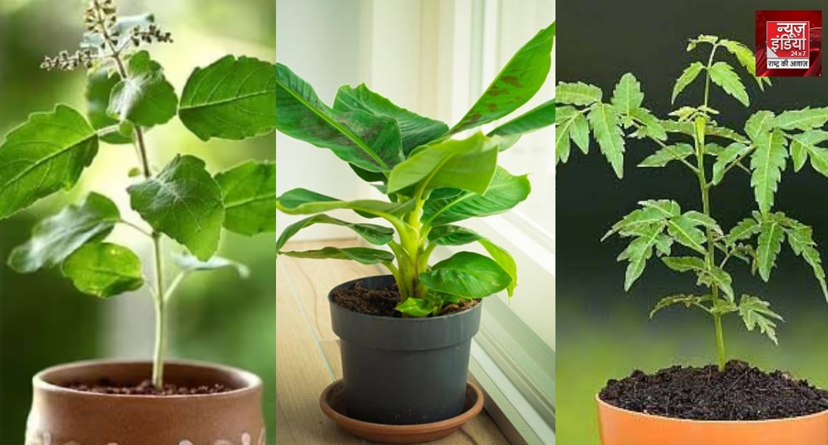 Plants for Health