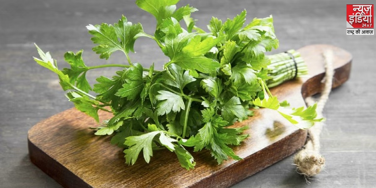 How to Grow Coriander Leaves