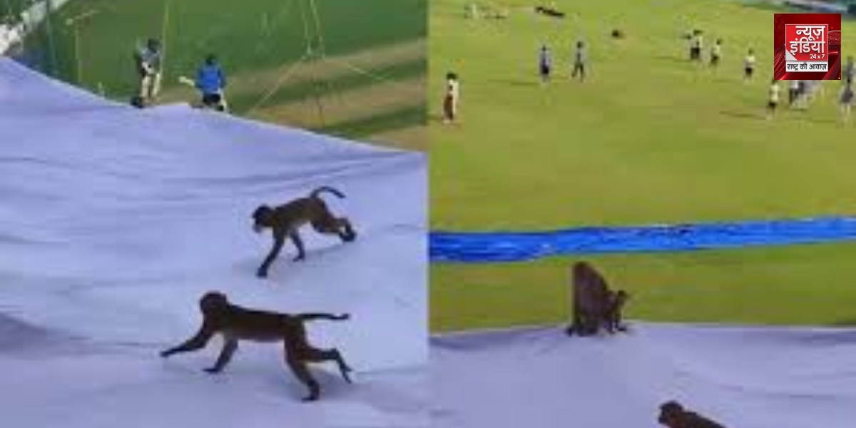 Monkeys were also put on duty in Kanpur test... you will be surprised to know the reason Ind vs Ban